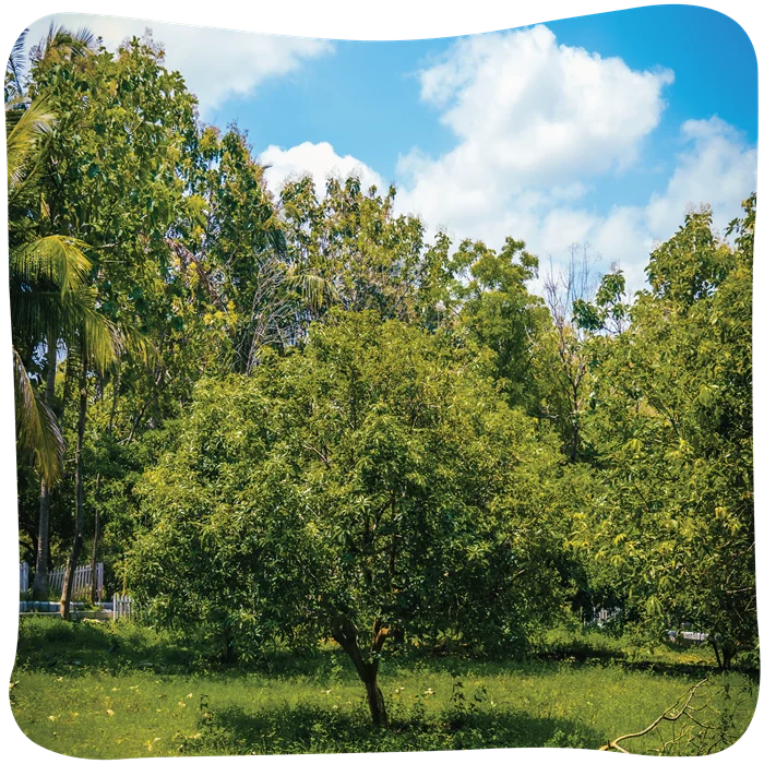 Arinaa-04