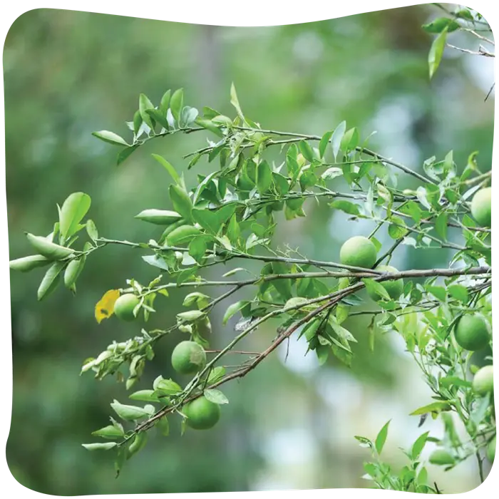 jagati-05