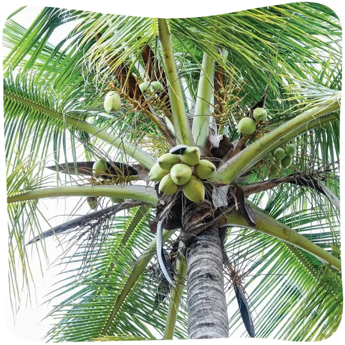 jagati-06