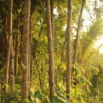 Teak tree farming