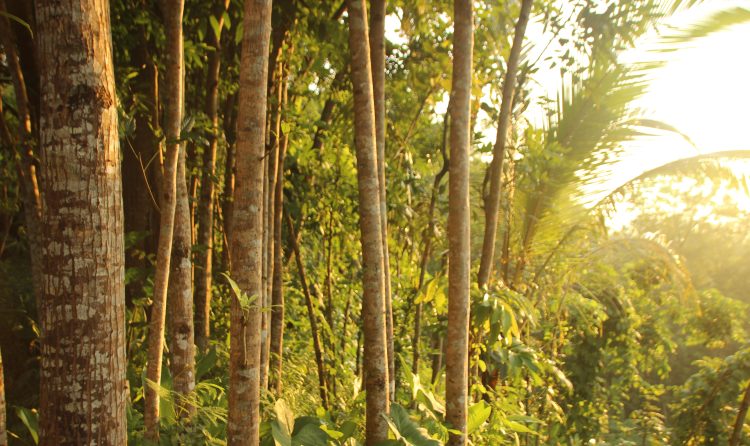 Teak tree farming